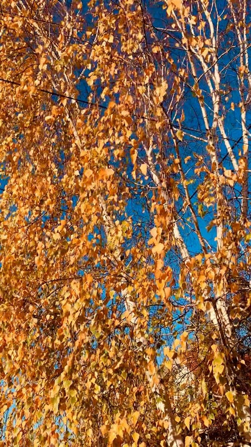 View on Birches in Autumn