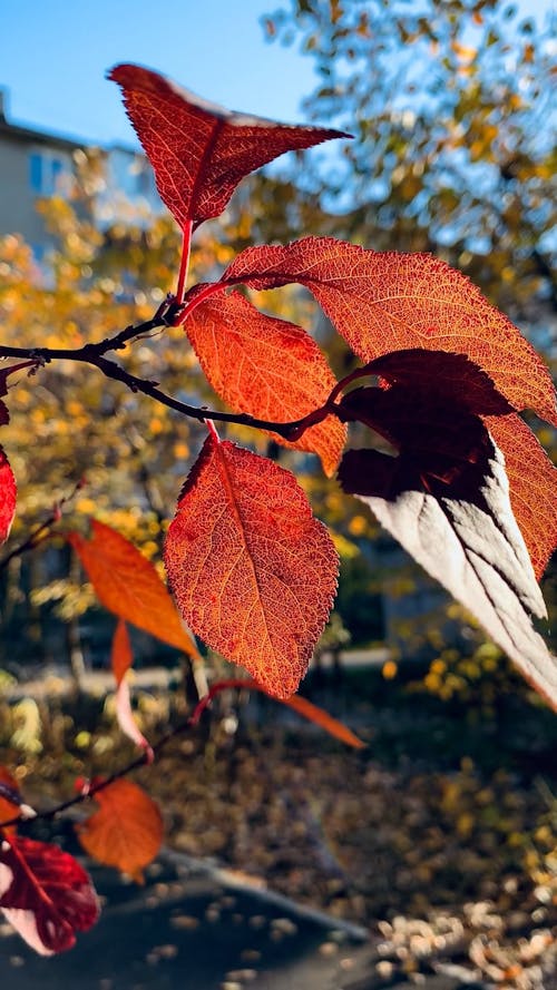 Close up on Red Leaves in Autumn
