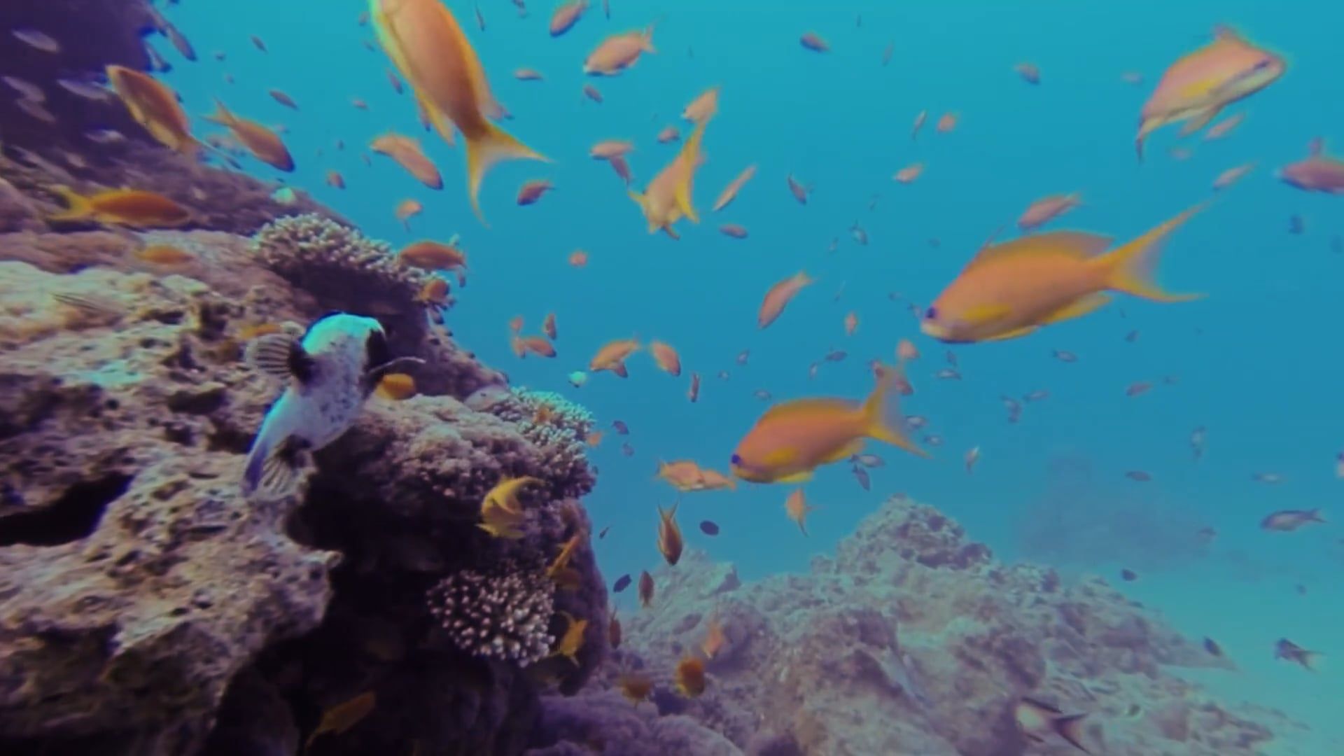 Variety Of Fishes Underwater Free Stock Video Footage, Royalty-Free 4K ...
