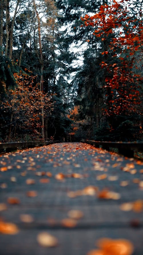 Man Walking Dog on Footbridge in Autumn