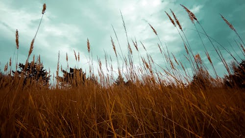 Close-up of Brown Grass in Meadow