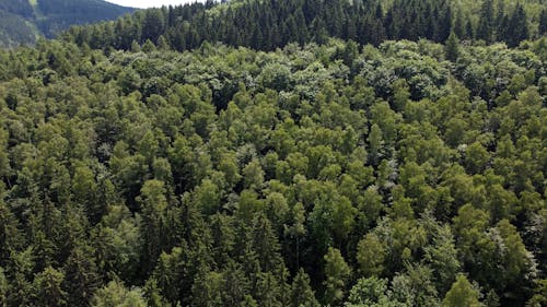 A Drone Footage of Trees in the Forest