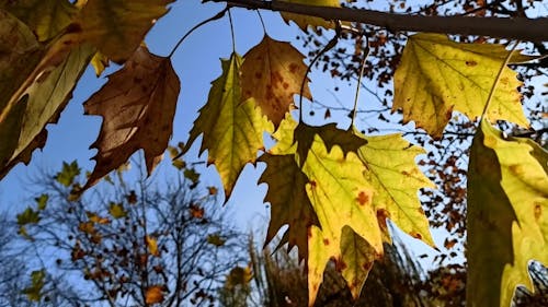 Yellow Autumn Colored Leaves