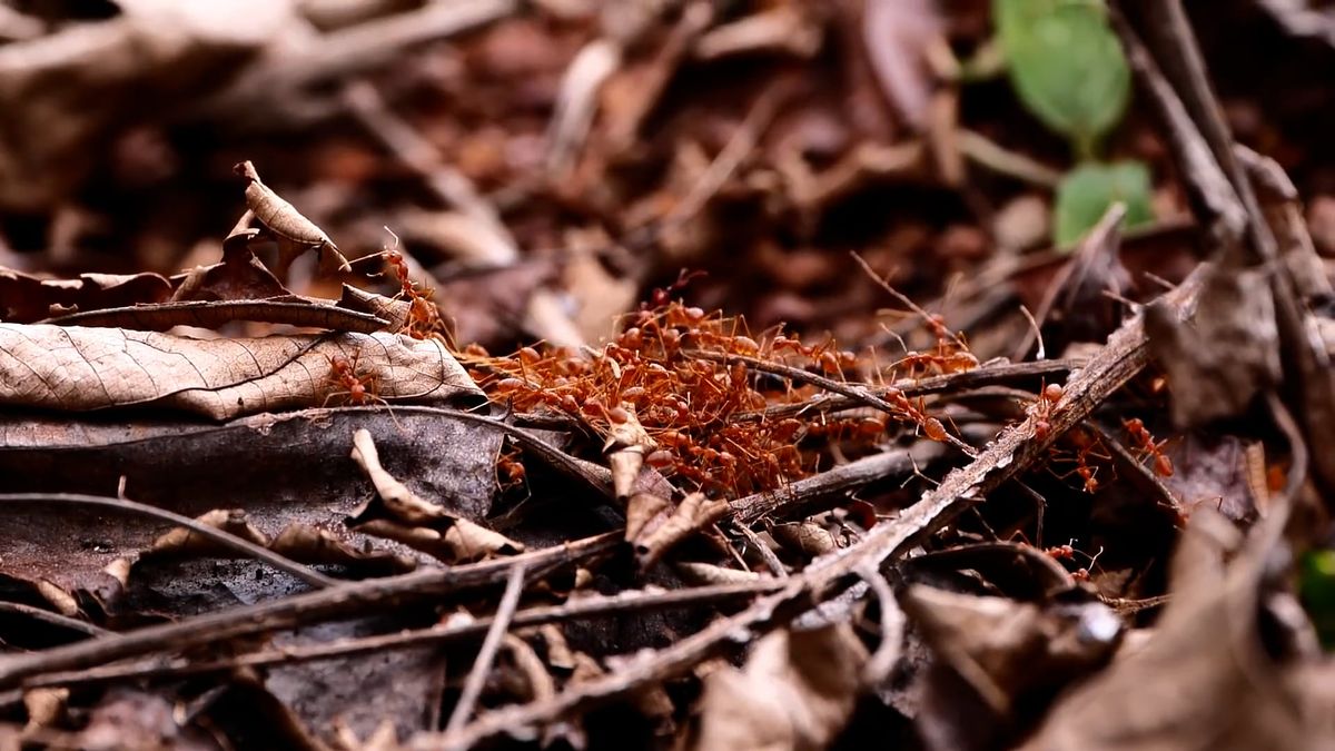 Close up of Ants Free Stock Video Footage, Royalty-Free 4K & HD Video Clip