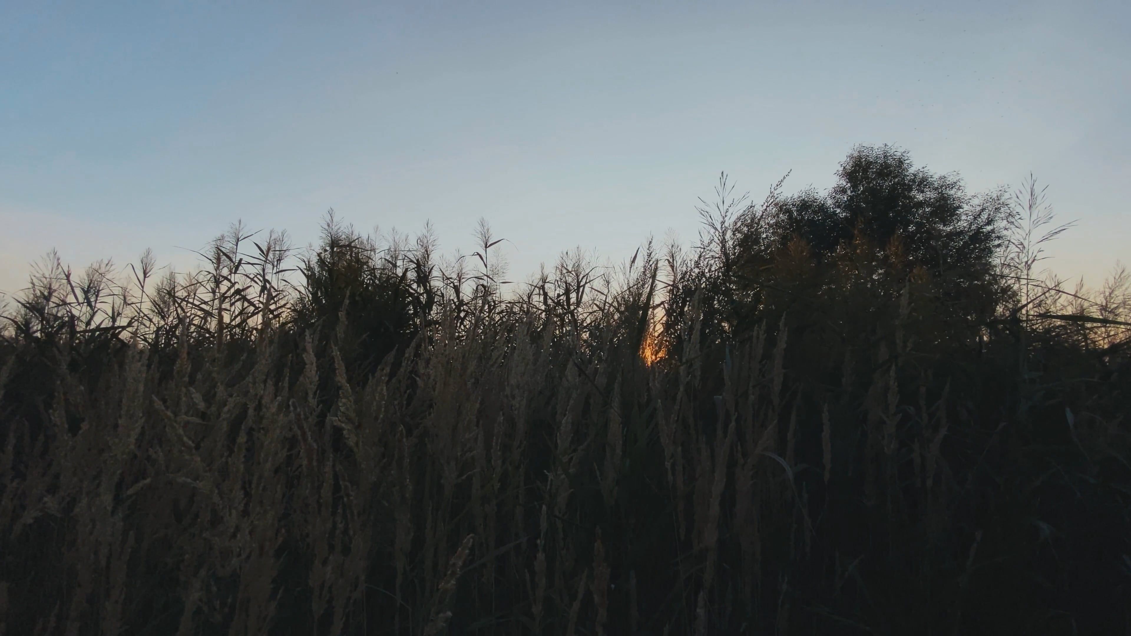 Video by Dmitry Marchenkov