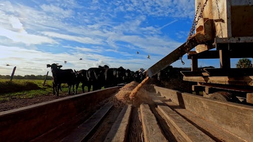 Cows Being Fed at Farm