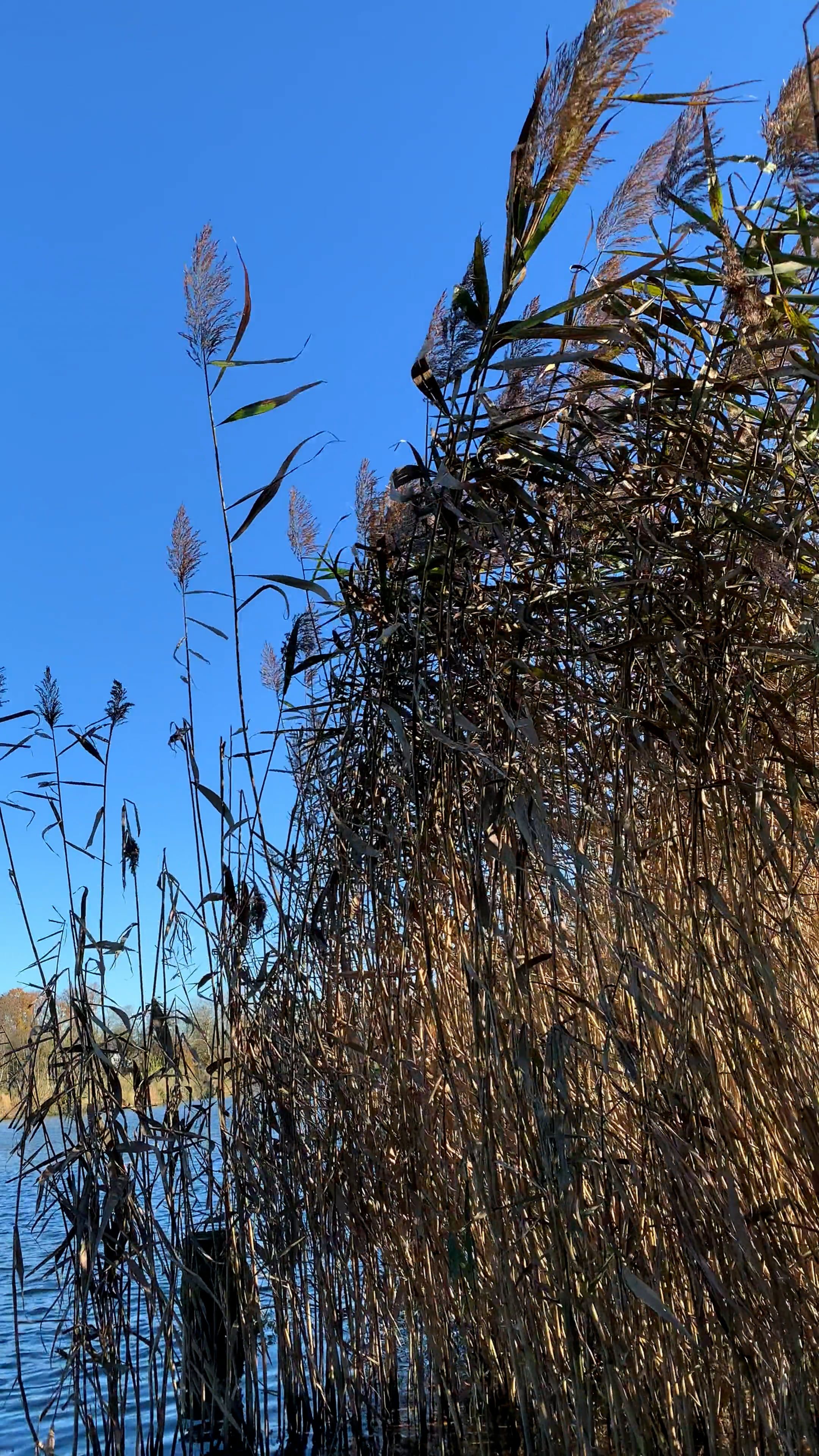 rushes waving on wind 10321845 — free pexels stock footage