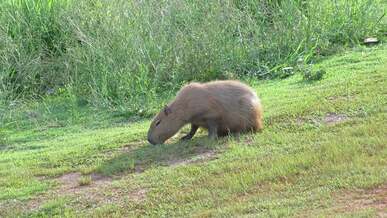 capybara eating grass