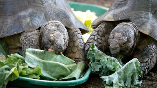 Close up on Eating Turtles