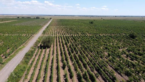 Aerial View on Vineyards