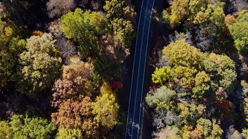 Drone Footage of a Road Between the Trees