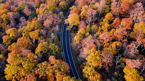 A Drone Footage of Beautiful Autumn Trees