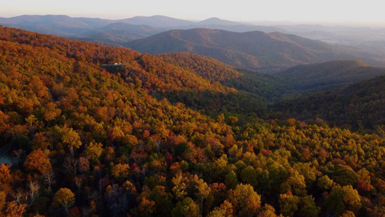 Drone Footage of Trees in the Forest Free Stock Video Footage, Royalty ...