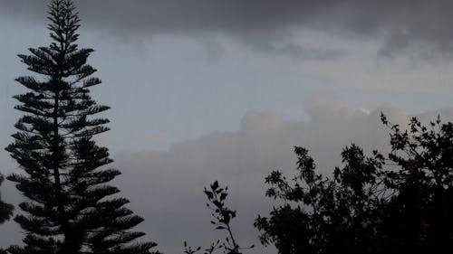 Rainfall over Trees