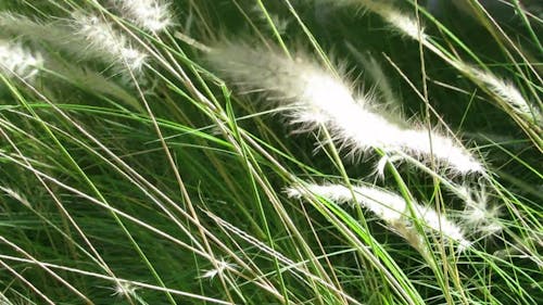 Close up on Green Grasses on Wind