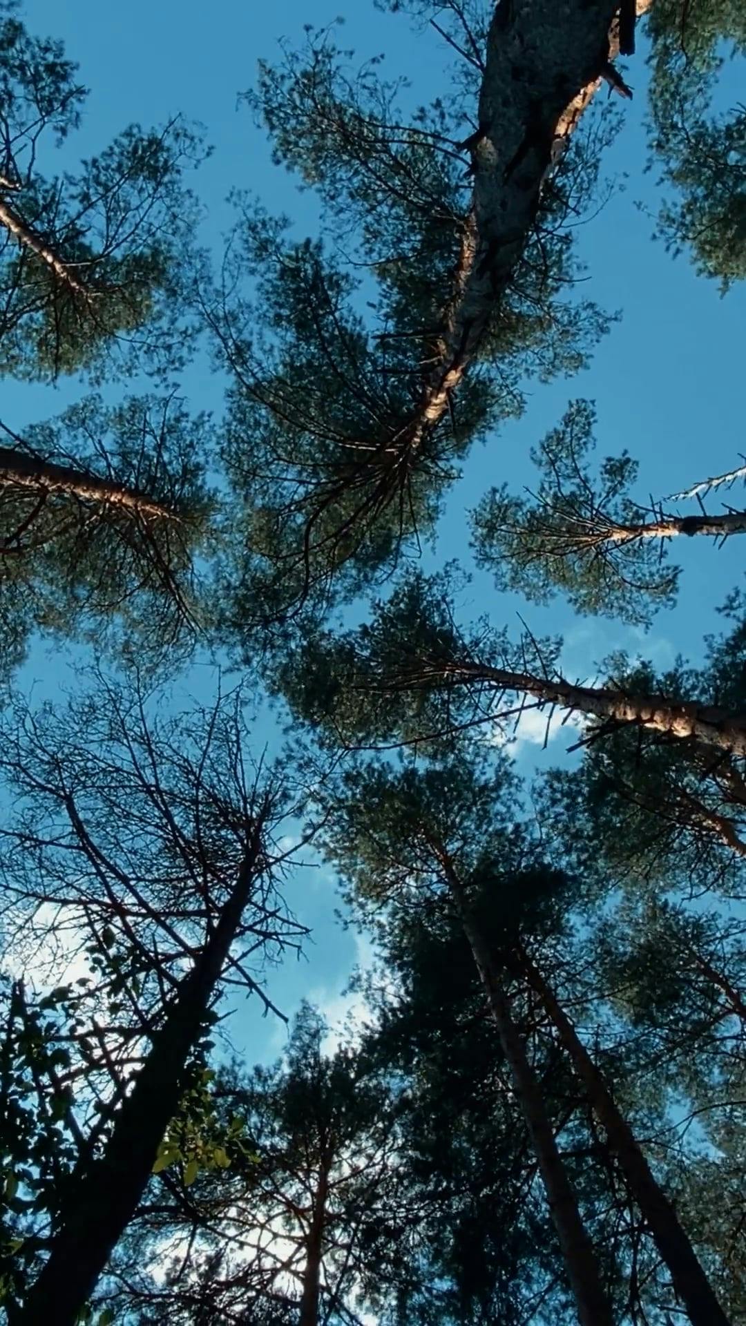Video by Dmitry Marchenkov