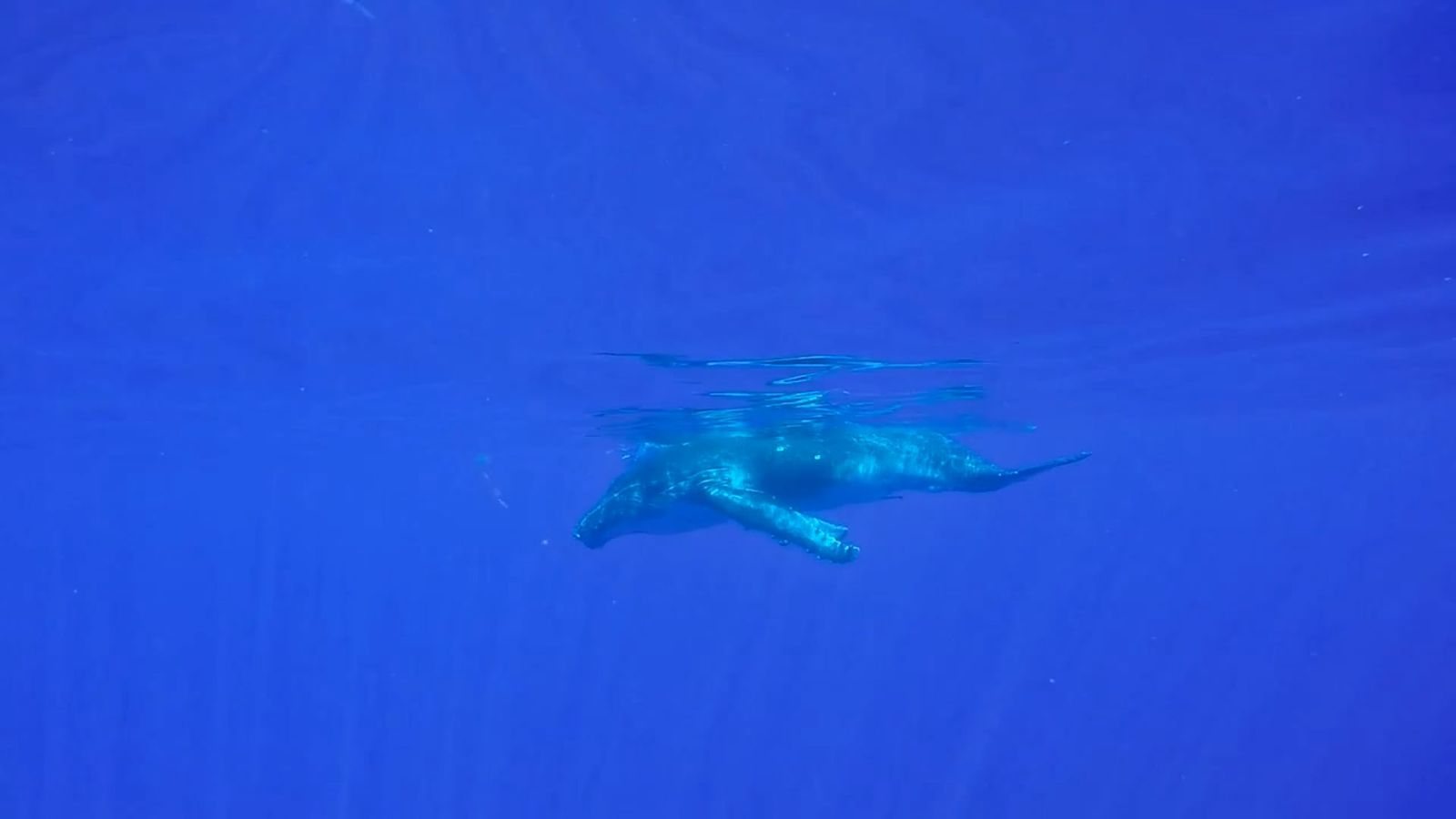 Swiming Videos Download The Best Free 4k Stock Video Footage Swiming