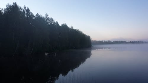 Aerial Footage of Trees Beside a Lake