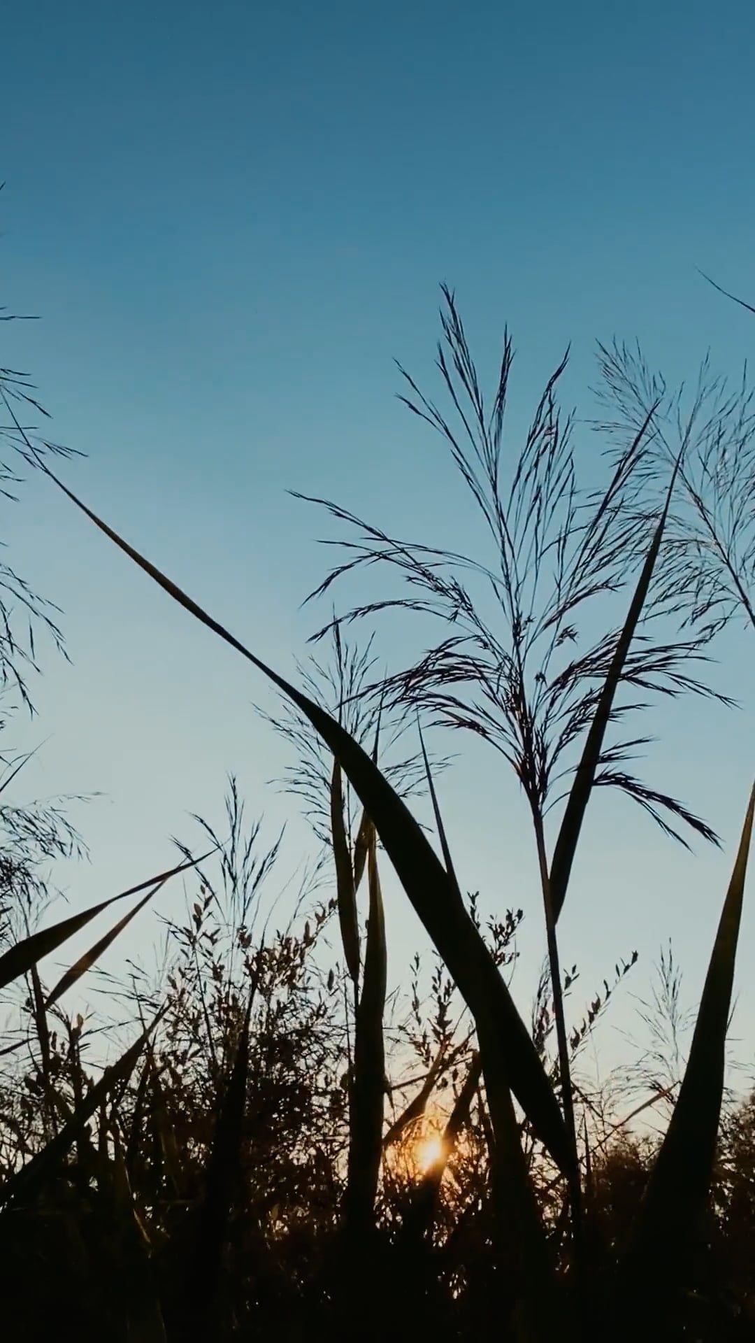 Video by Dmitry Marchenkov