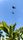 butterflies flying