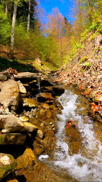 I Am Sorin's nature timelapse video