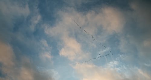 Low Angle Shot of Birds Flying in a V Formation