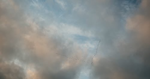 A Flock of Birds Flying up in the Sky