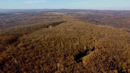 Drone Footage of a Forest