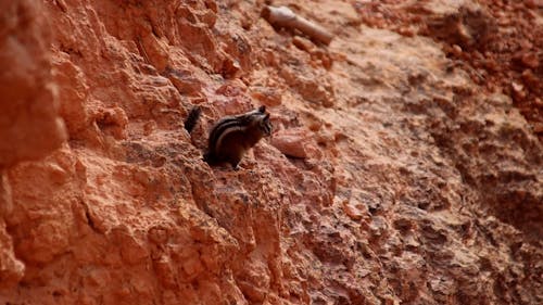 A Chipmunk in a Desert Cliff 