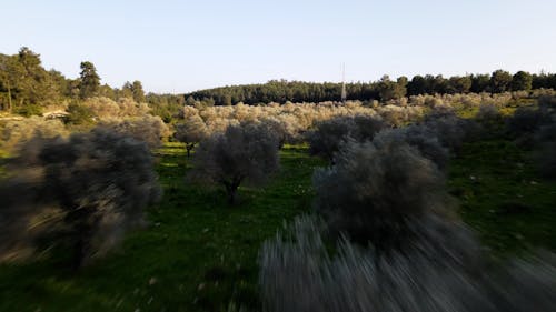 Drone Footage of Olive Trees in a Field 