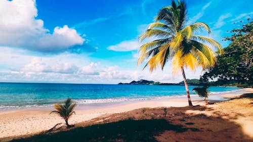 Palm Tree on Tropical Beach