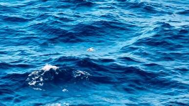 seagull in flight over wavy blue sea