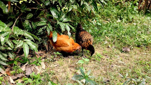 Hens Eating from Grass