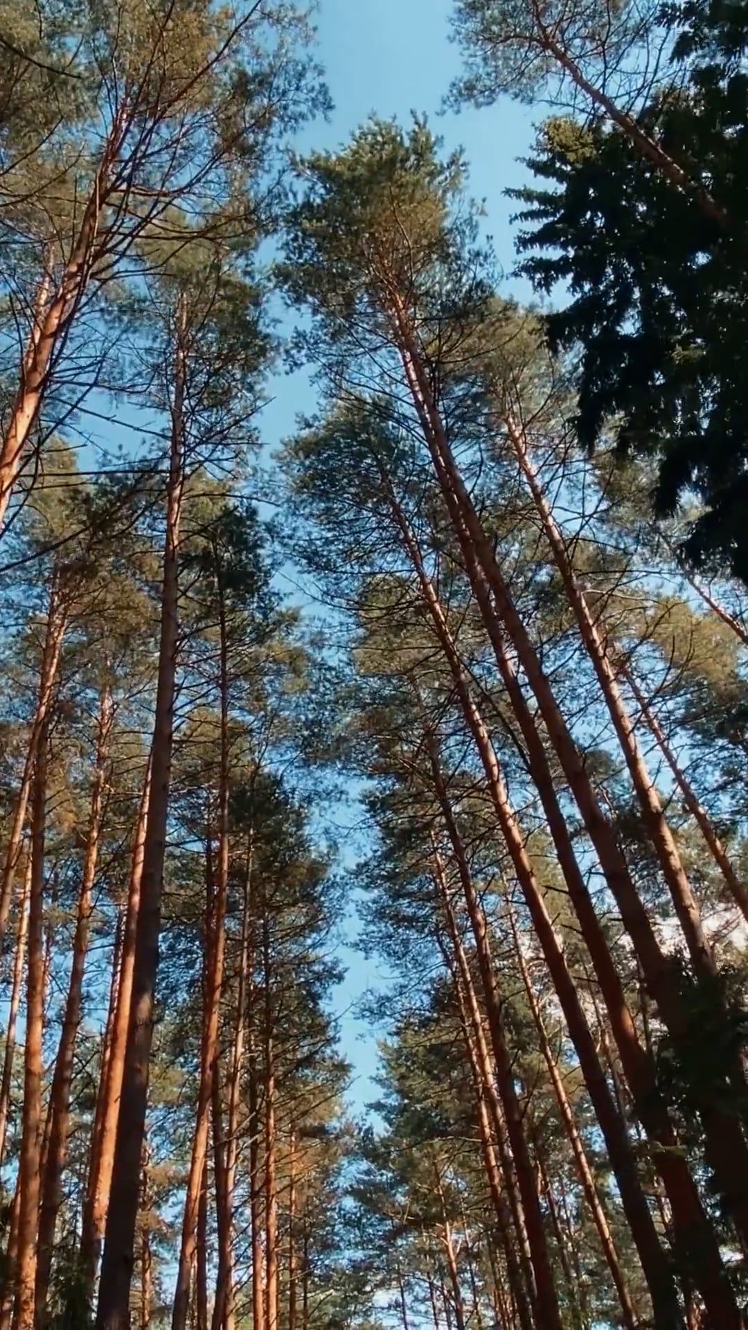 Video by Dmitry Marchenkov