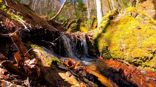 Cascade on Stream in Forest