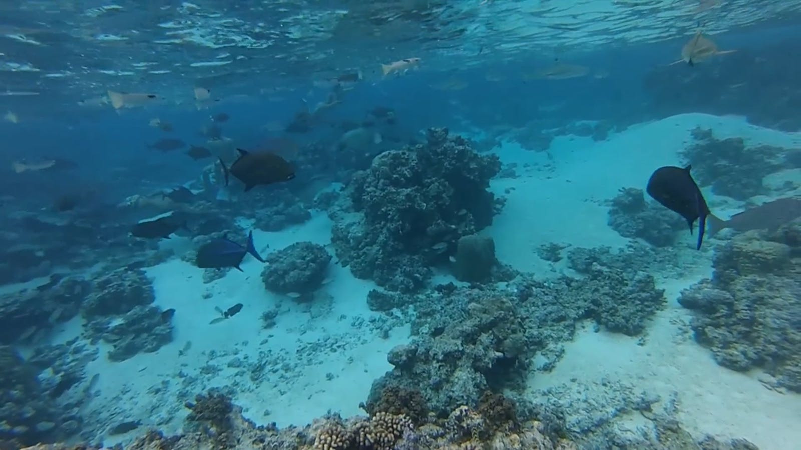 Sharks Videos, Download The BEST Free 4k Stock Video Footage & Sharks