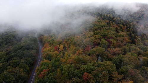 Drone Footage of a Forest Road and Moving Clouds