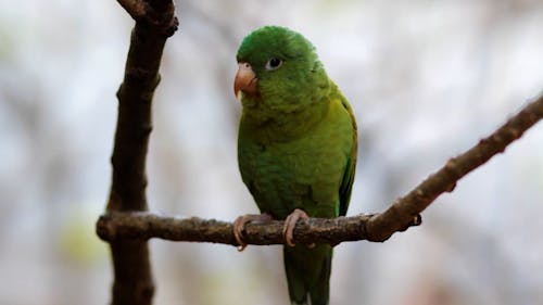 Close up on Parrot on Branch