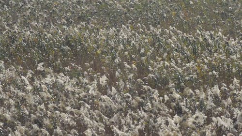 Flower Field