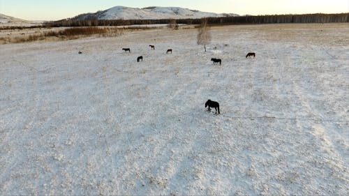 Drone Footage of Horses Grazing in a Snow Covered Pasture