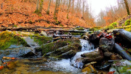 Stream in Forest in Autumn