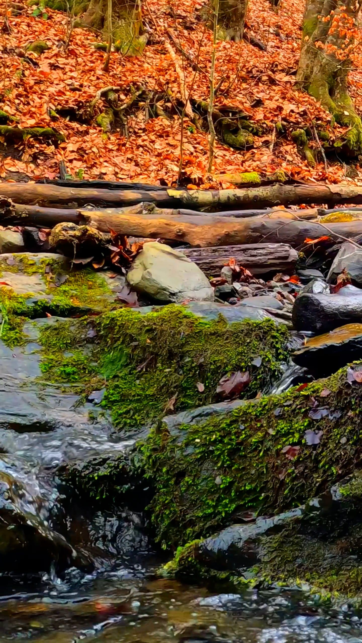 Close up on Stream in Autumn Free Stock Video Footage, Royalty-Free 4K ...
