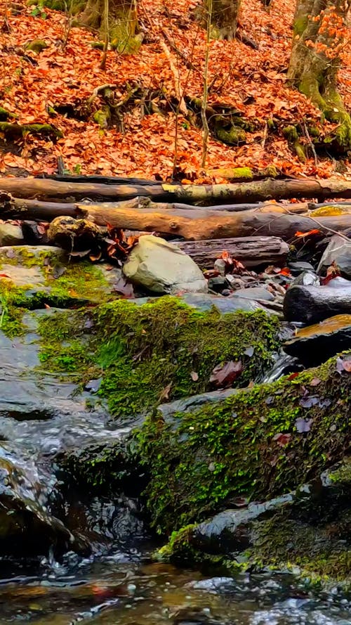 Close up on Stream in Autumn