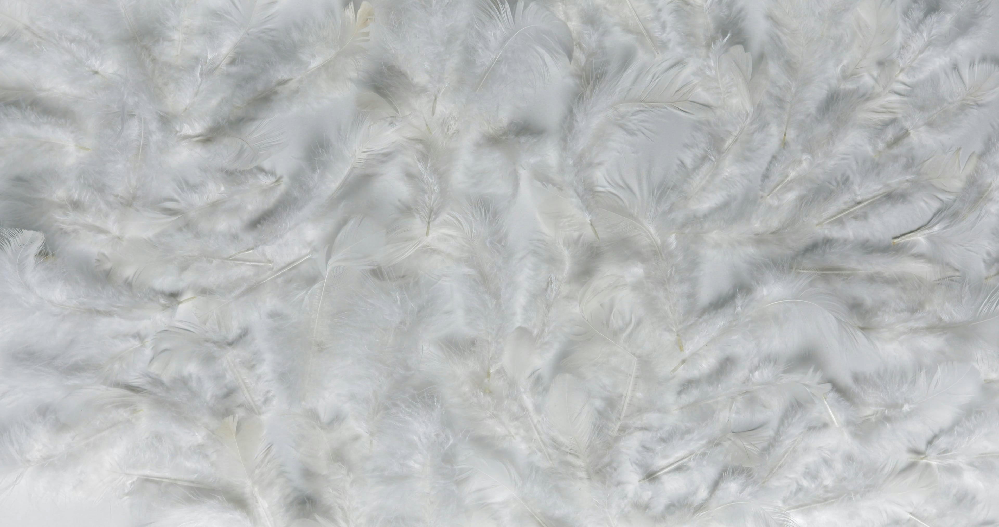 Wide White Background Videos, Download The BEST Free 4k Stock Video