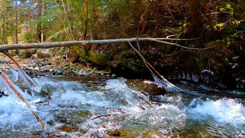 Flowing Water in Stream in Forest