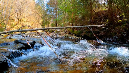 Water Flowing in Stream in Forest