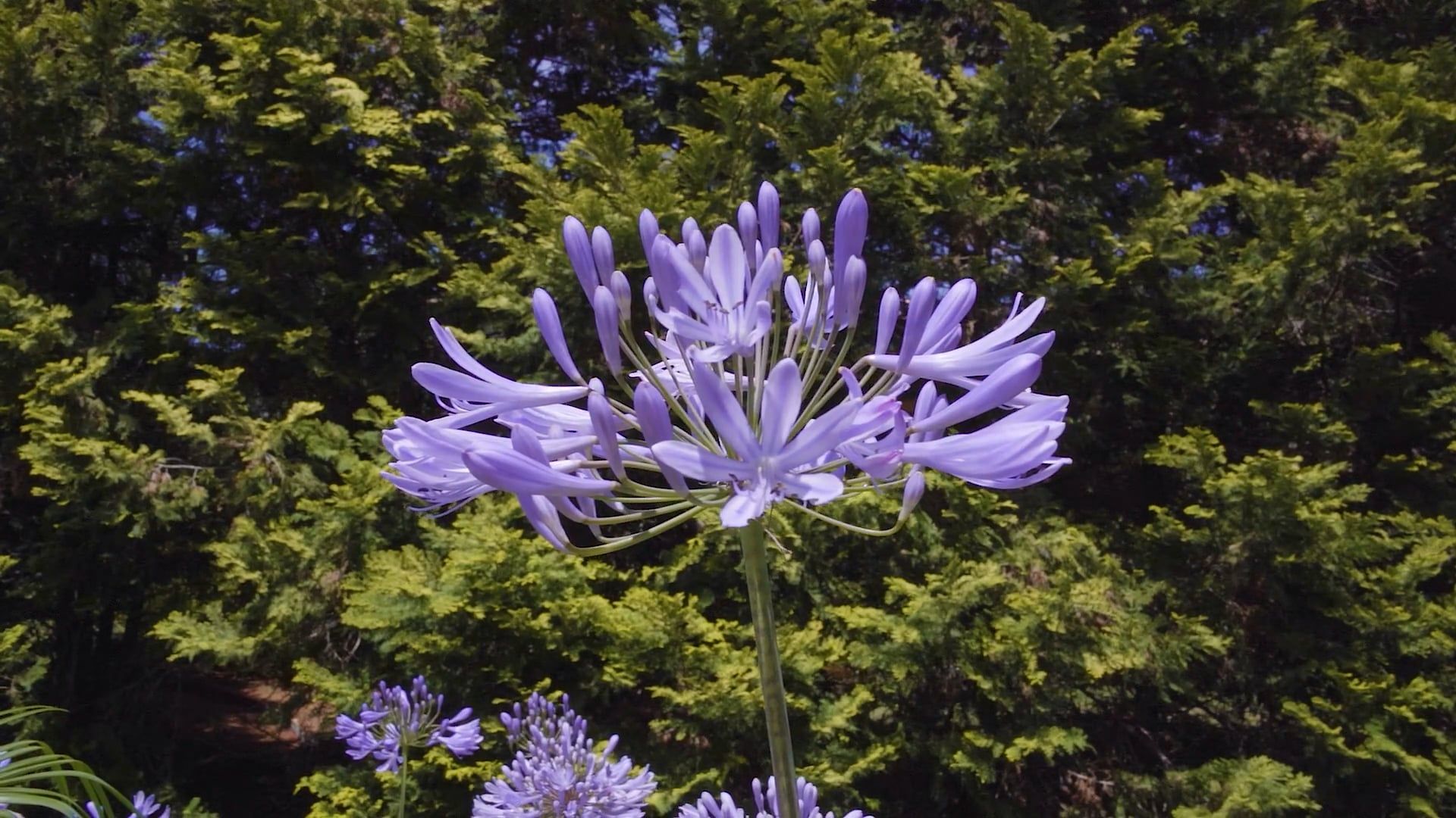 Vídeo profissional gratuito de agapanthus, agapanthus africanus ...