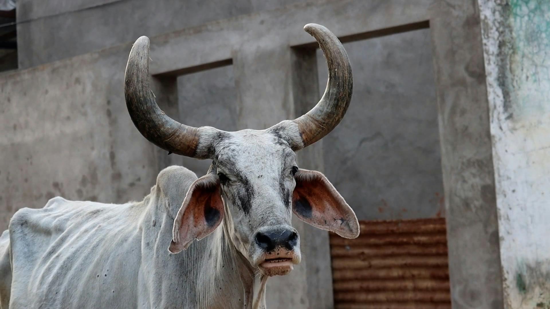 Cow with Large Horns Free Stock Video Footage, Royalty-Free 4K & HD