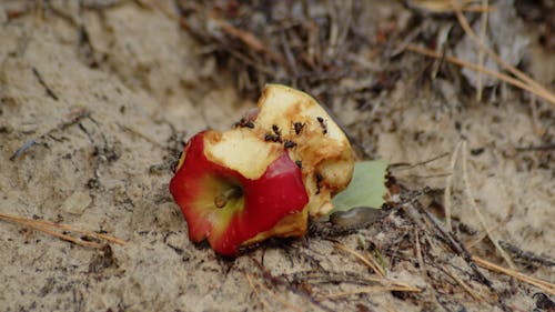 Close-up of Ants on an Apple Core