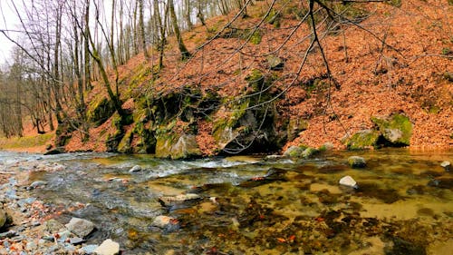 Bare Trees Near a Flowing Stream